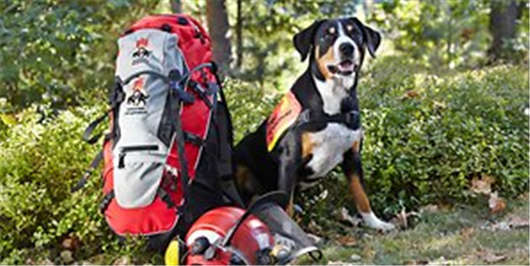 德國漢堡，在這里你不能夠招惹他們四條腿的朋友