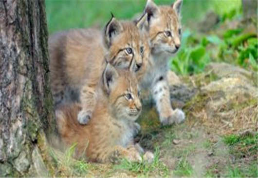 德國動(dòng)物歸來于搖滾樂的盛開,各地開花的德國