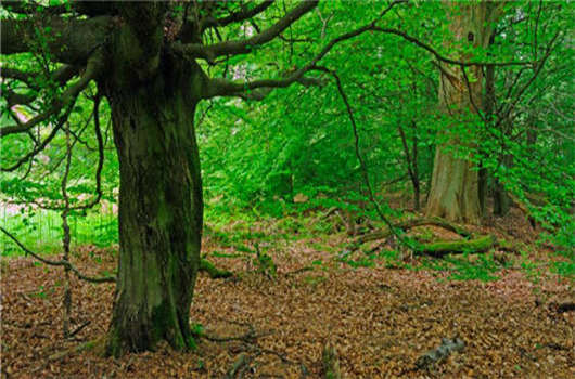 奇葩的“德國美食”您了解的多深? 奇葩的“德國美食”您了解的多深?