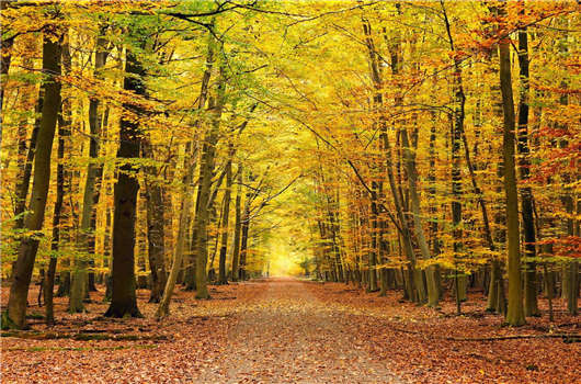 移民利弊分析之入籍德國(guó)的好處